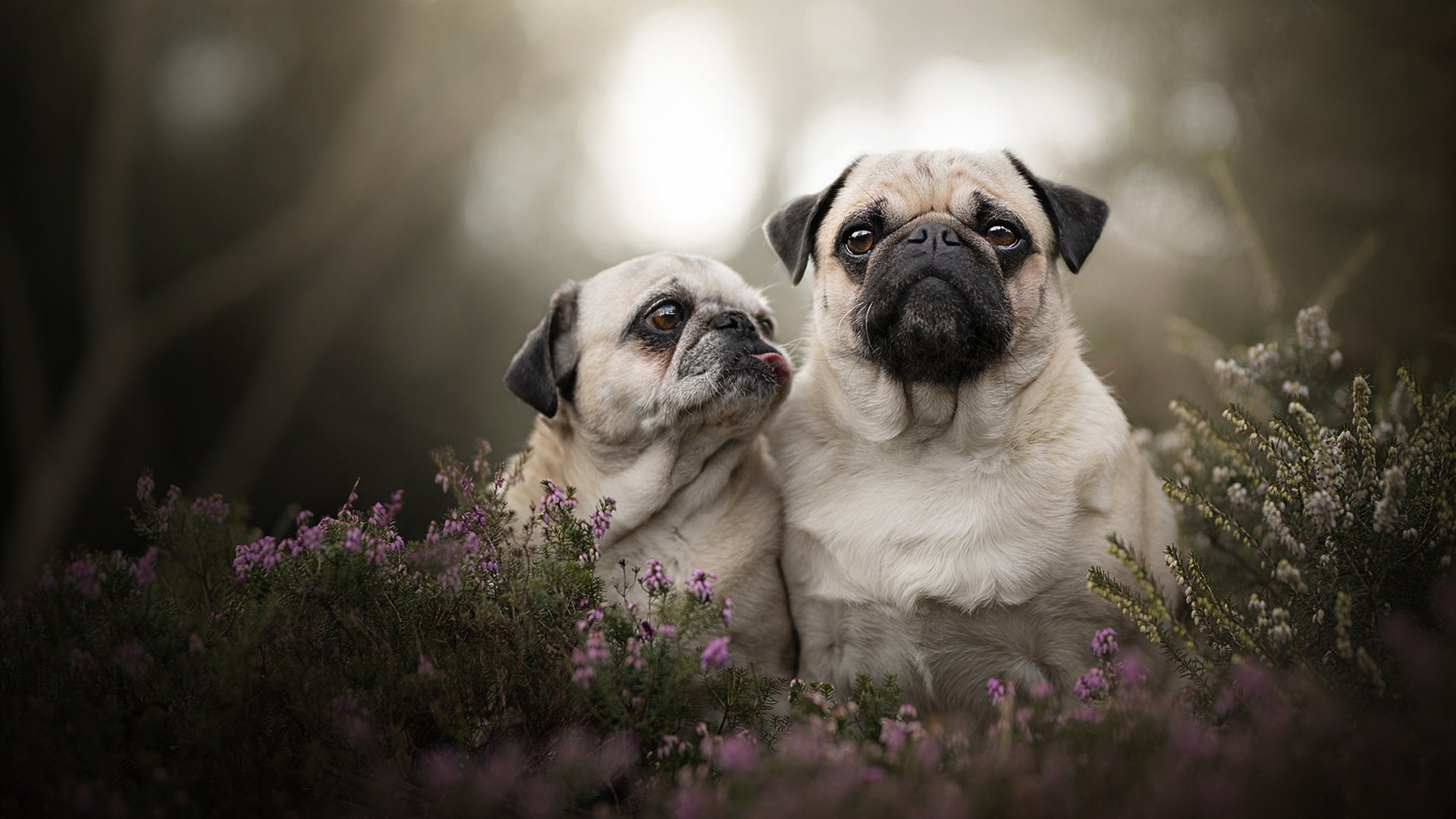 跨界传奇，字母哥欧冠淘汰赛之夜化身胜负手