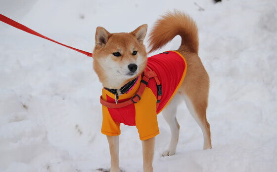 开云体育登录-欧冠绝响！布鲁诺致命一击，红魔加冕欧洲之巅