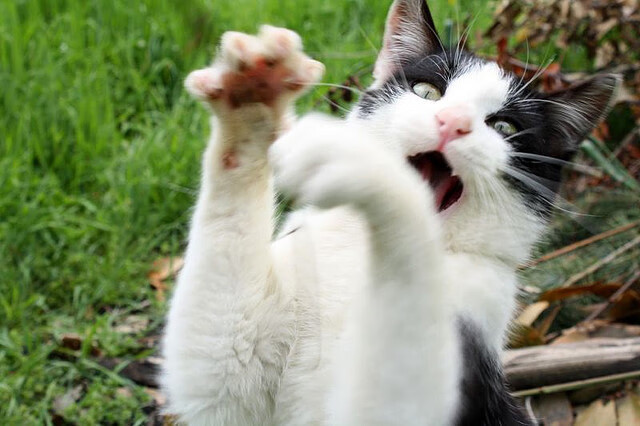 开云体育-绝境铸就传奇，东决战火与郁金香突围的共通密码