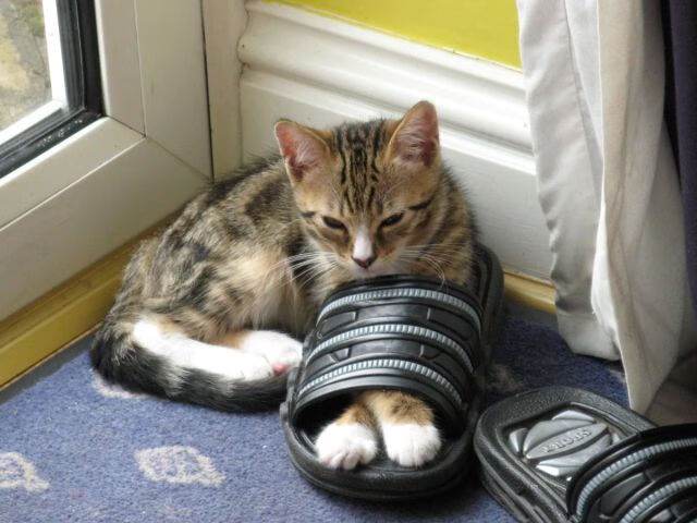 踏平爱尔兰!拉亚神级扑救封王,皇家社会欧战硬仗全靠他