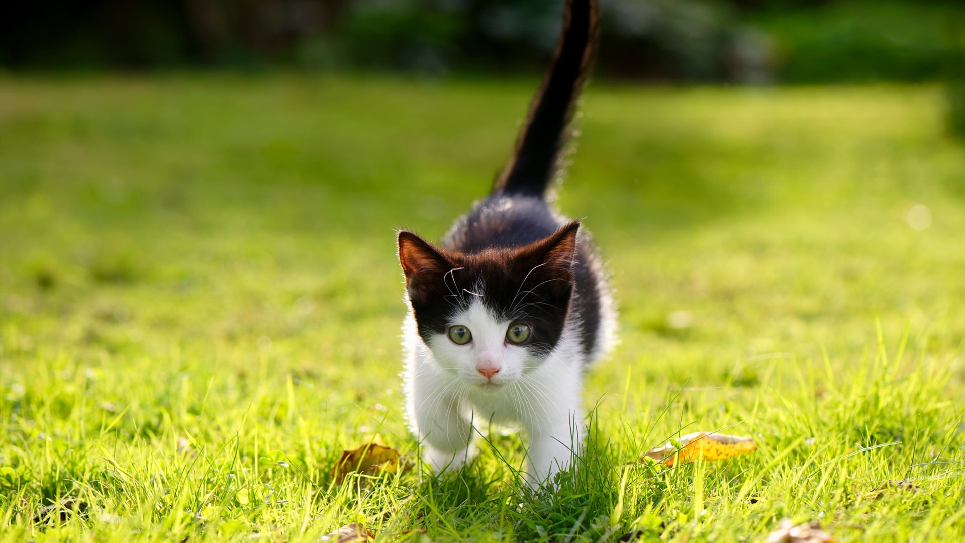 灰熊正面击溃马刺,谁是他们攻防转换中的詹姆斯?