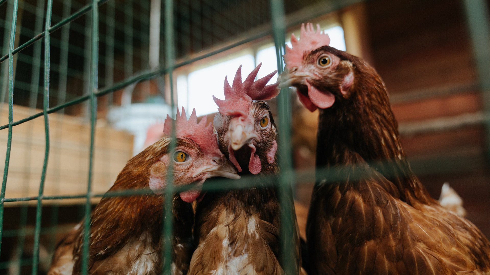 双线传奇,开拓者绝境重生,米切尔赛道称王