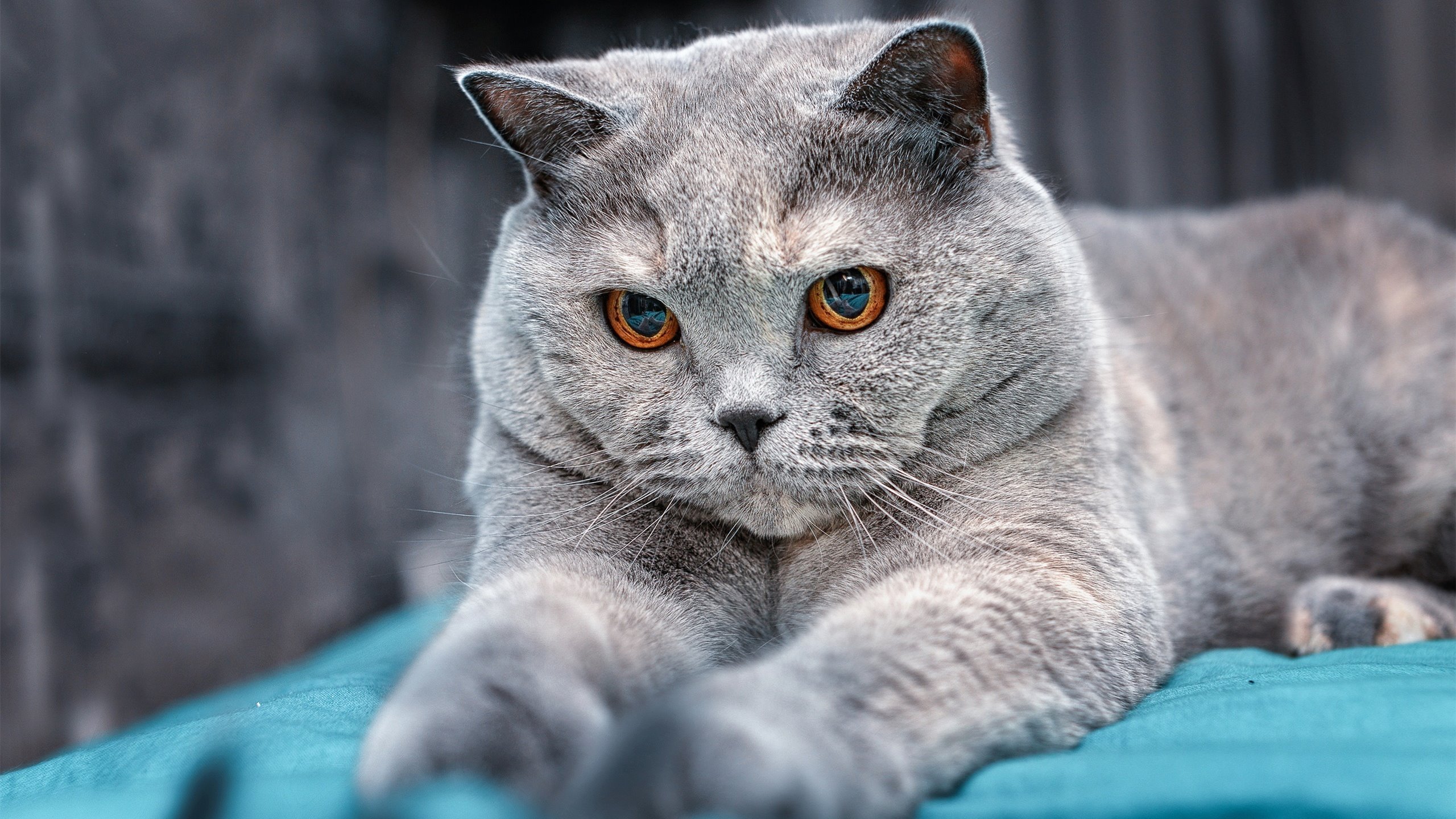 开云下载-亚洲之光闪耀欧洲足坛，李刚仁与伊朗足球的胜利回响