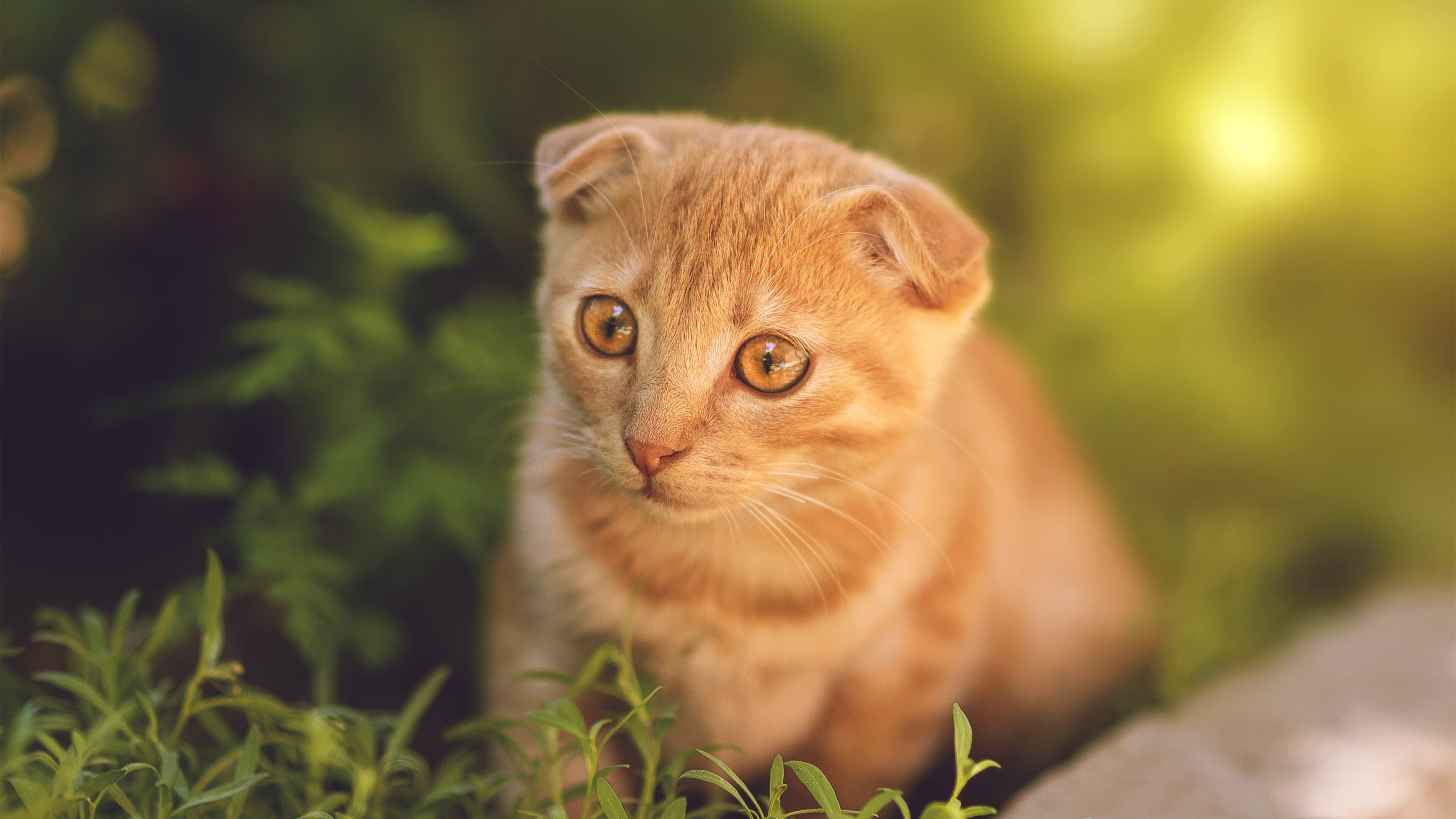 开云平台-德甲争冠之夜，约基奇式压制级发挥的足球盛宴