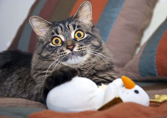 开云体育-F1新赛季揭幕战焦点战，红牛比利时式战术布局正面击溃梅赛德斯里昂防线