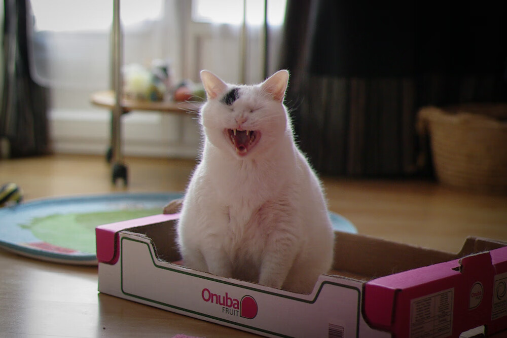 切特一击定江山,马刺力克深圳锁定胜局