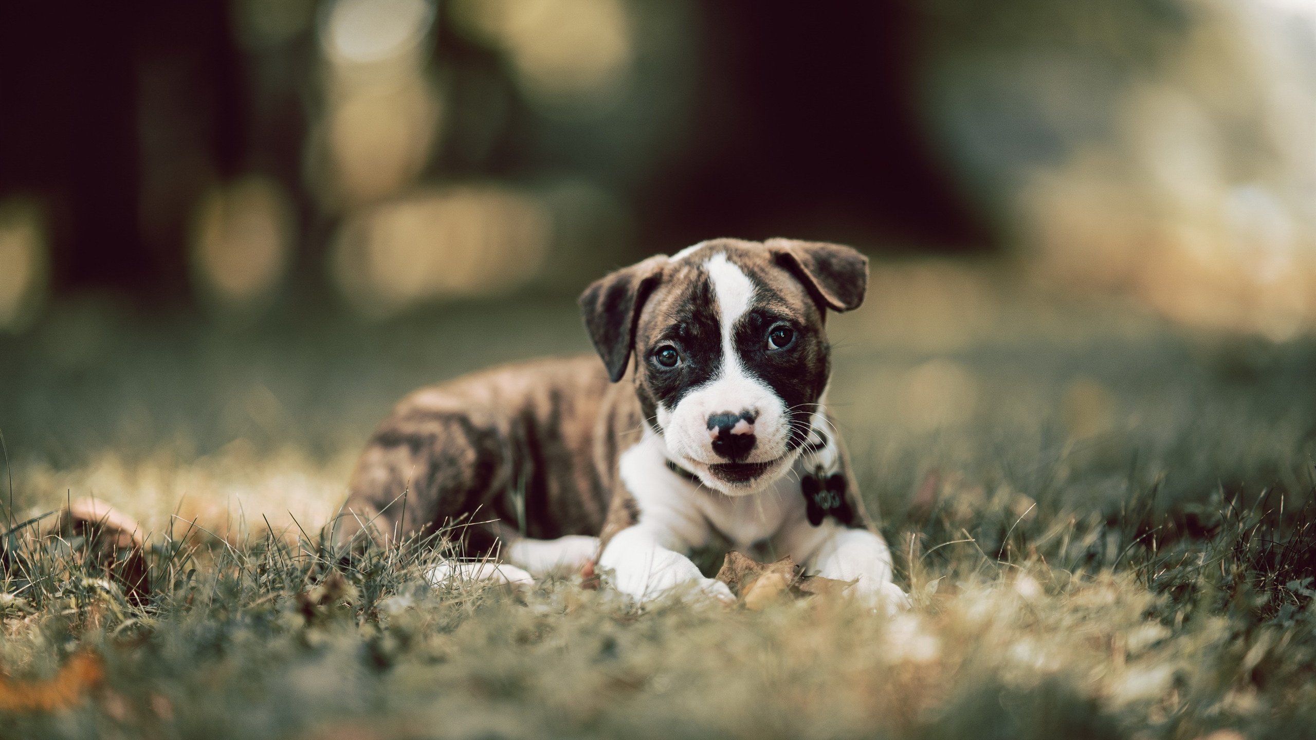 伦纳德存在感拉满，鹈鹕对阵公牛赛场上的无形主宰