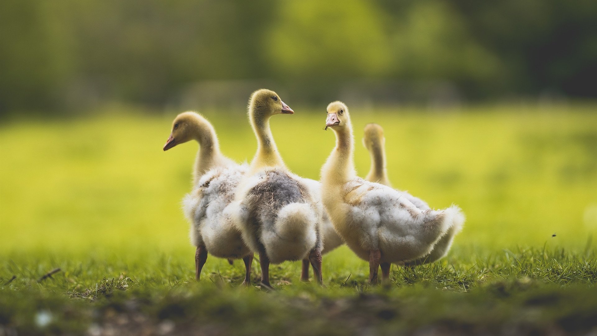 金字塔战术穿越光门，埃及如何用一场西甲胜利为库尔图瓦的2026神迹埋下伏笔