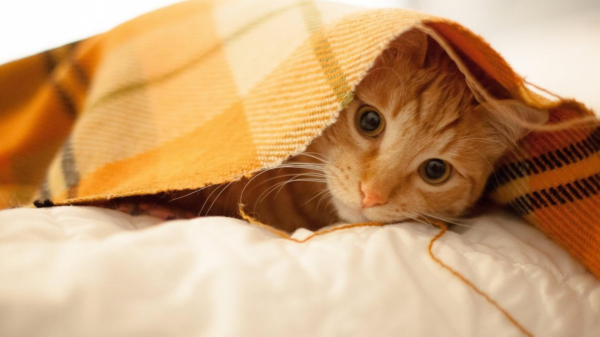 赛道上的骑士与勇士，F1争冠战中的速度与意志