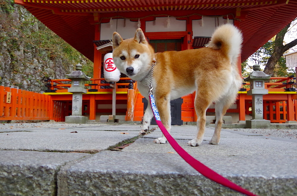 开云体育下载-跨洋鏖战，欧文在争议风暴中完成救赎