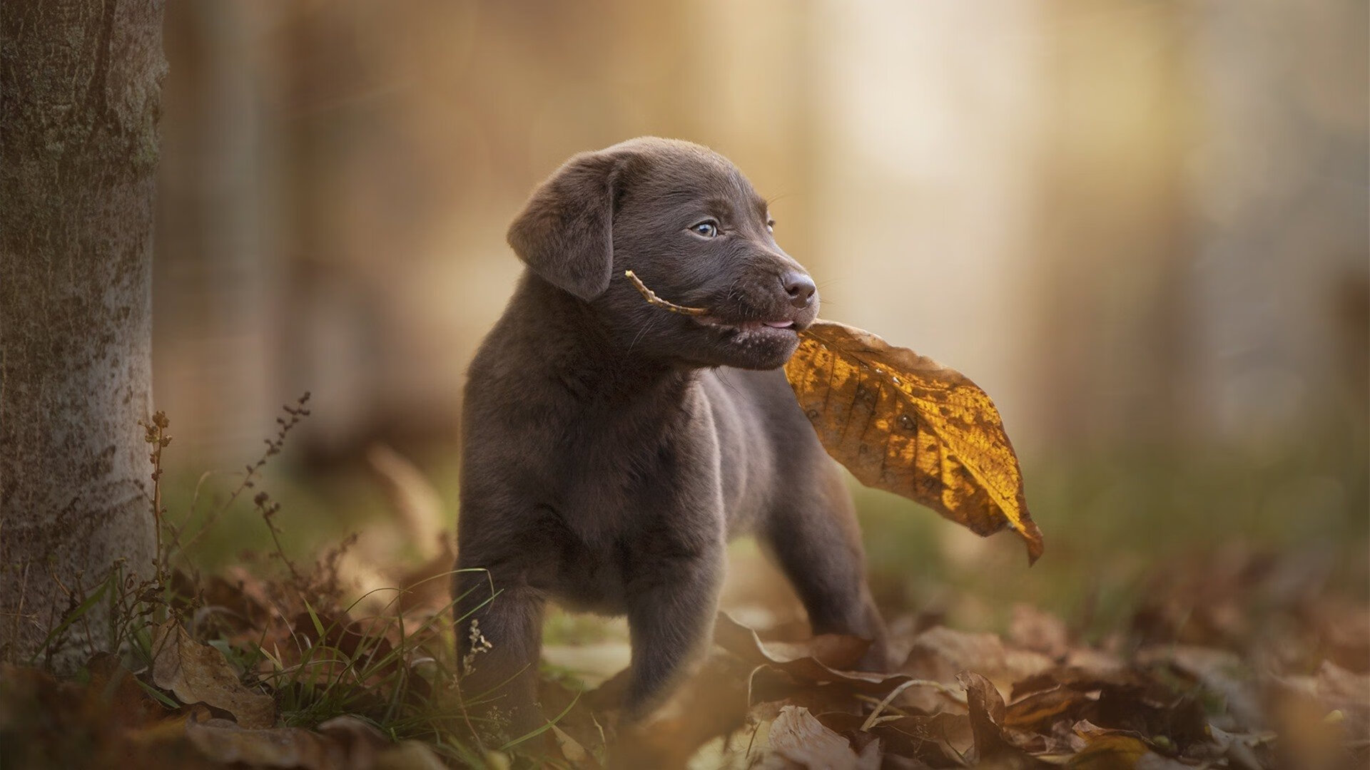 库里爆发征服雄鹿，上海队提前终结悬念—篮球赛场上的双重奏