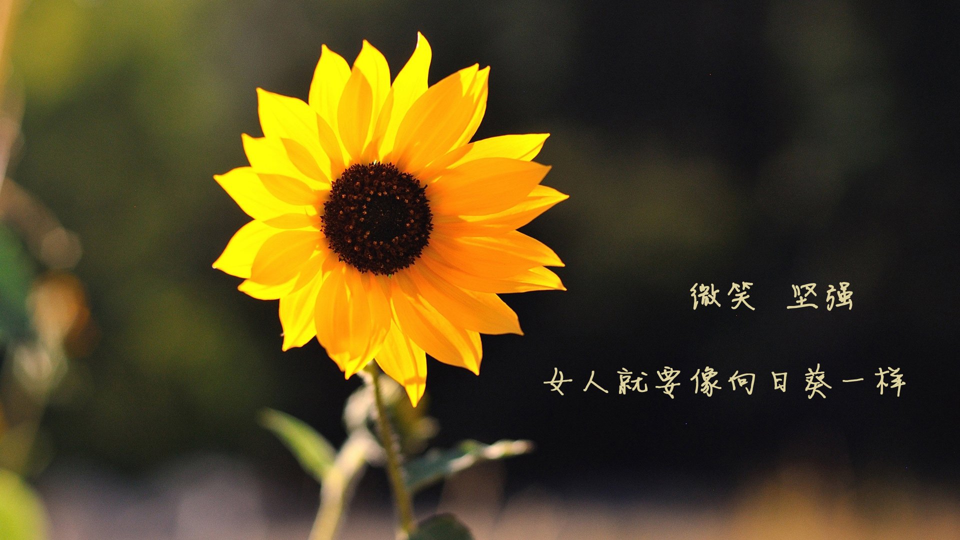 防守铁闸显神威！武切维奇锁死步行者，山西队逆袭创历史