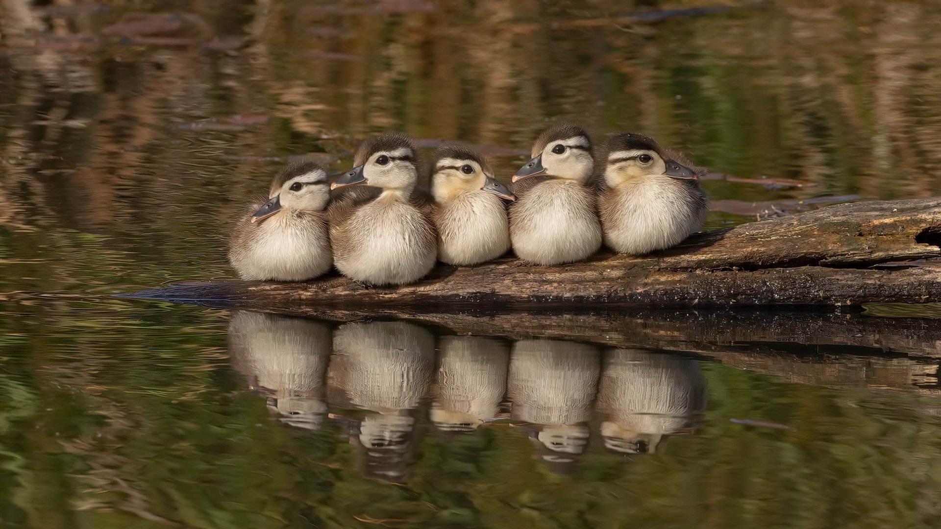 开云官网-布伦森41分神兵天降，南粤军团加时力克广厦