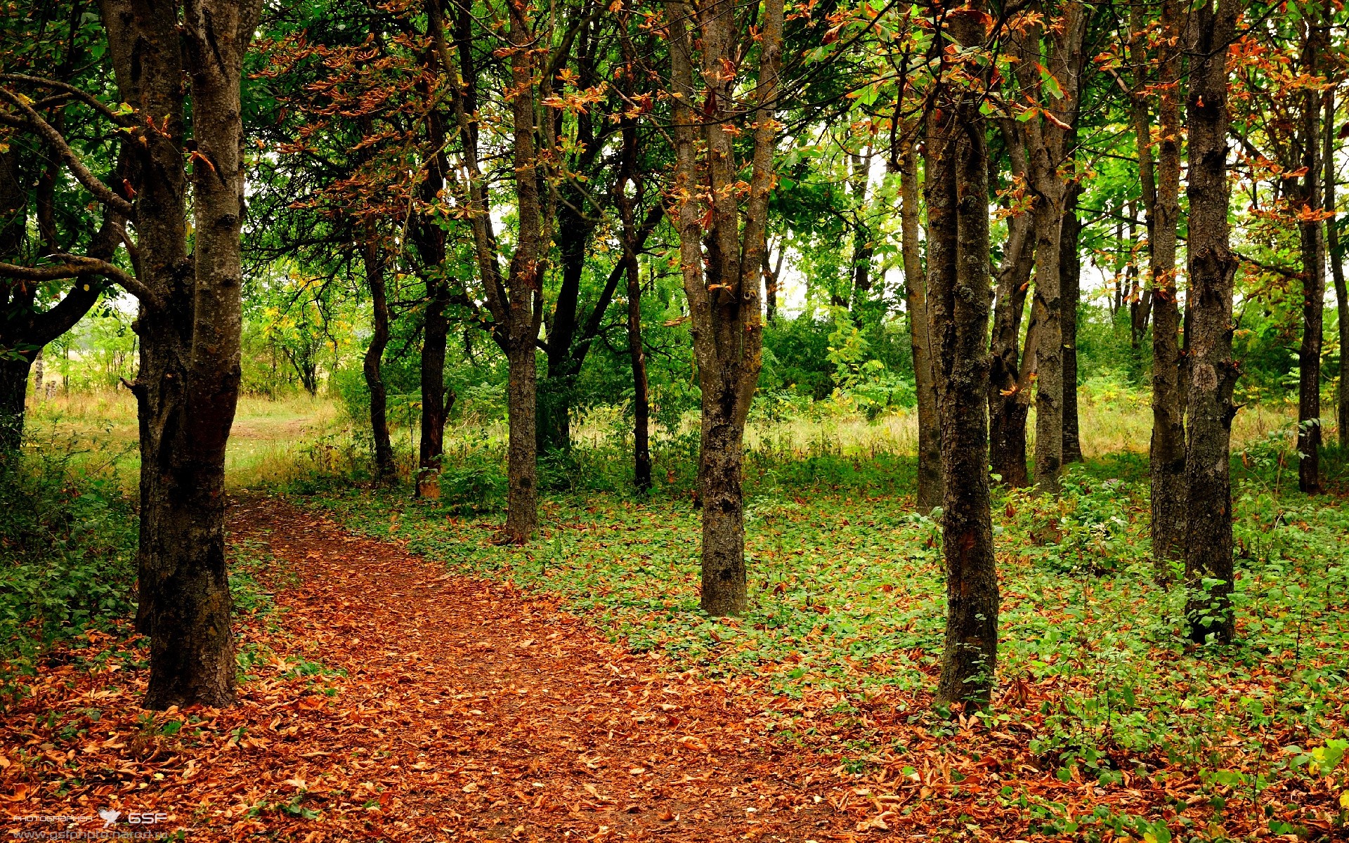 勇士硬仗取胜辽宁队，哈利伯顿成为关键先生